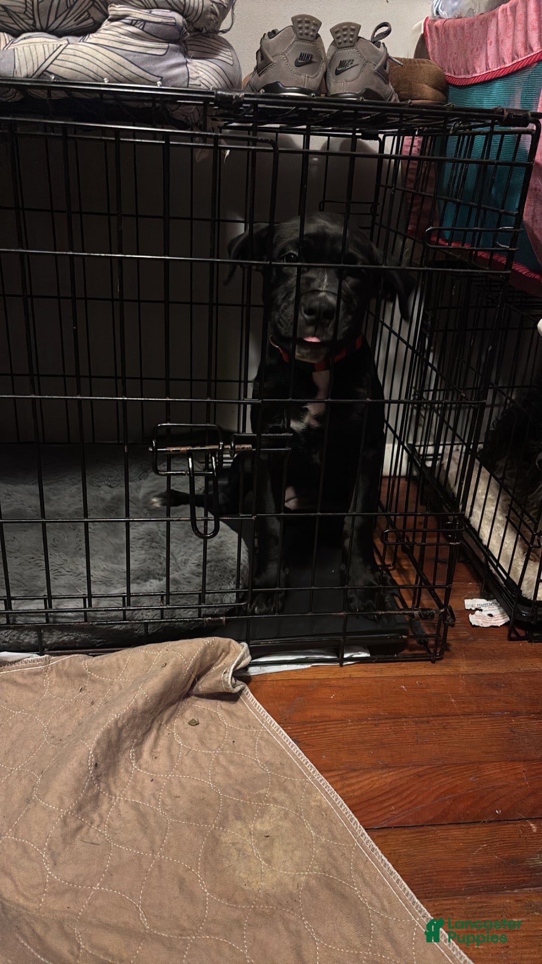 Mixed Breed dogs for sale: Mixed Breed 1 - Ad 35