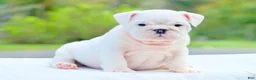 English Bulldog dogs for sale: Thor  - Ad 4
