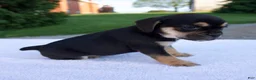 Beabull dogs for sale: Kona - Ad 3