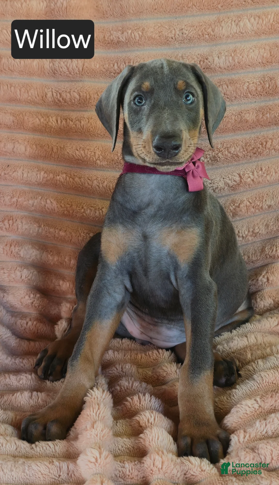 Doberman Pinscher dogs for sale: Willow - Ad 1