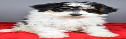 Mini Bernedoodle dogs for sale: Ginger - Ad 7