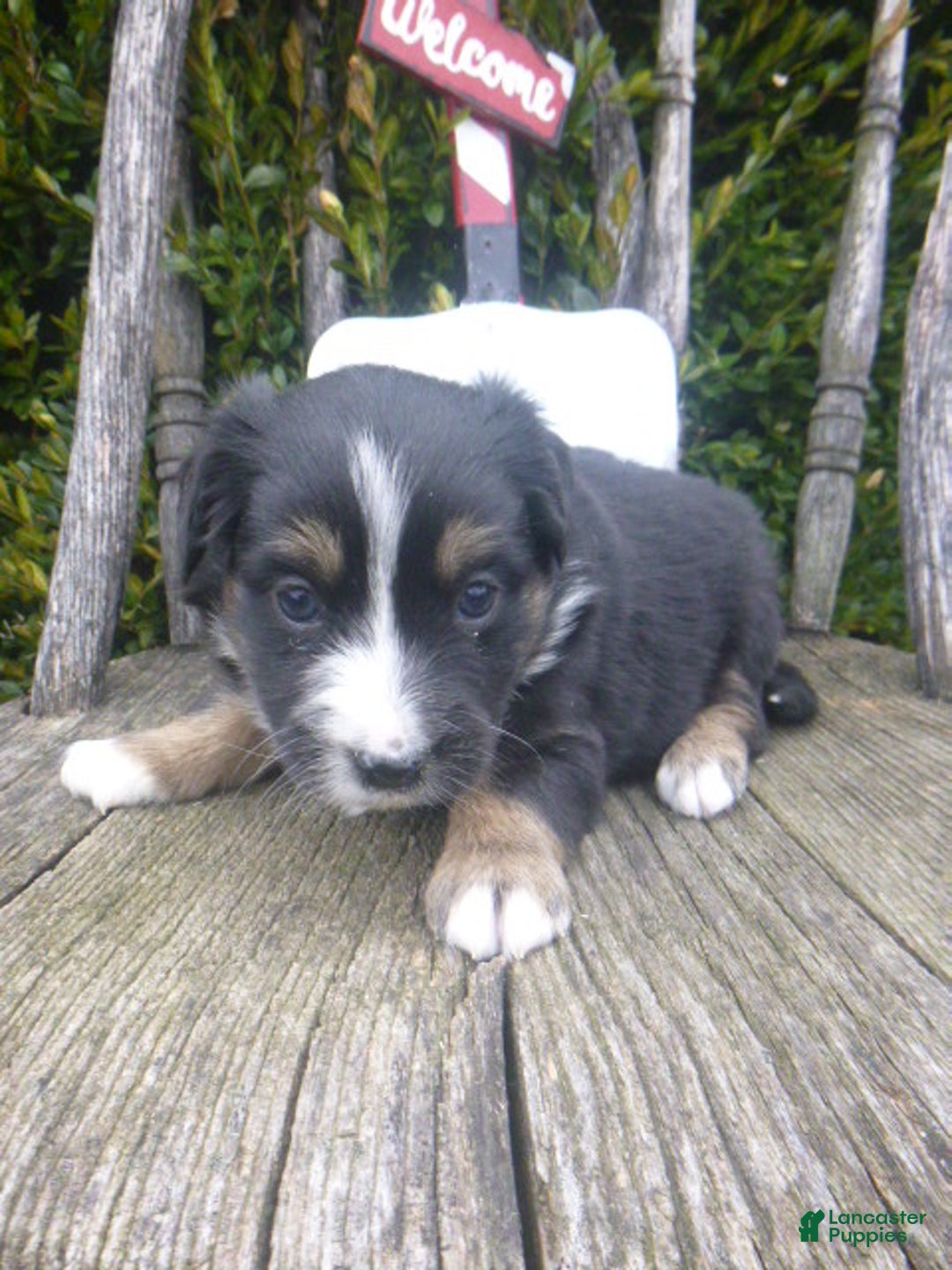 Miniature Australian Shepherd dogs for sale: Nessa - Ad 1