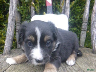Miniature Australian Shepherd dogs Nessa - Ad 34