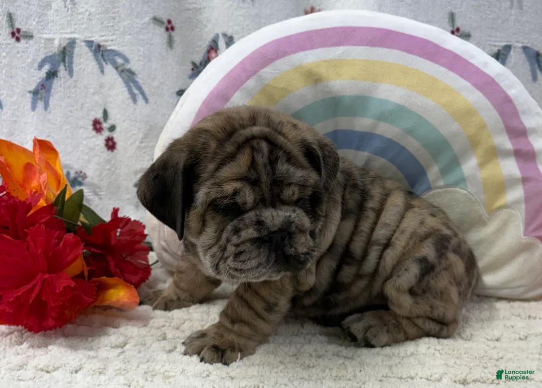 English Bulldog dogs for sale: Zippie - Ad 2
