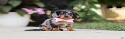 Miniature Dachshund dogs for sale: Cora - Ad 7