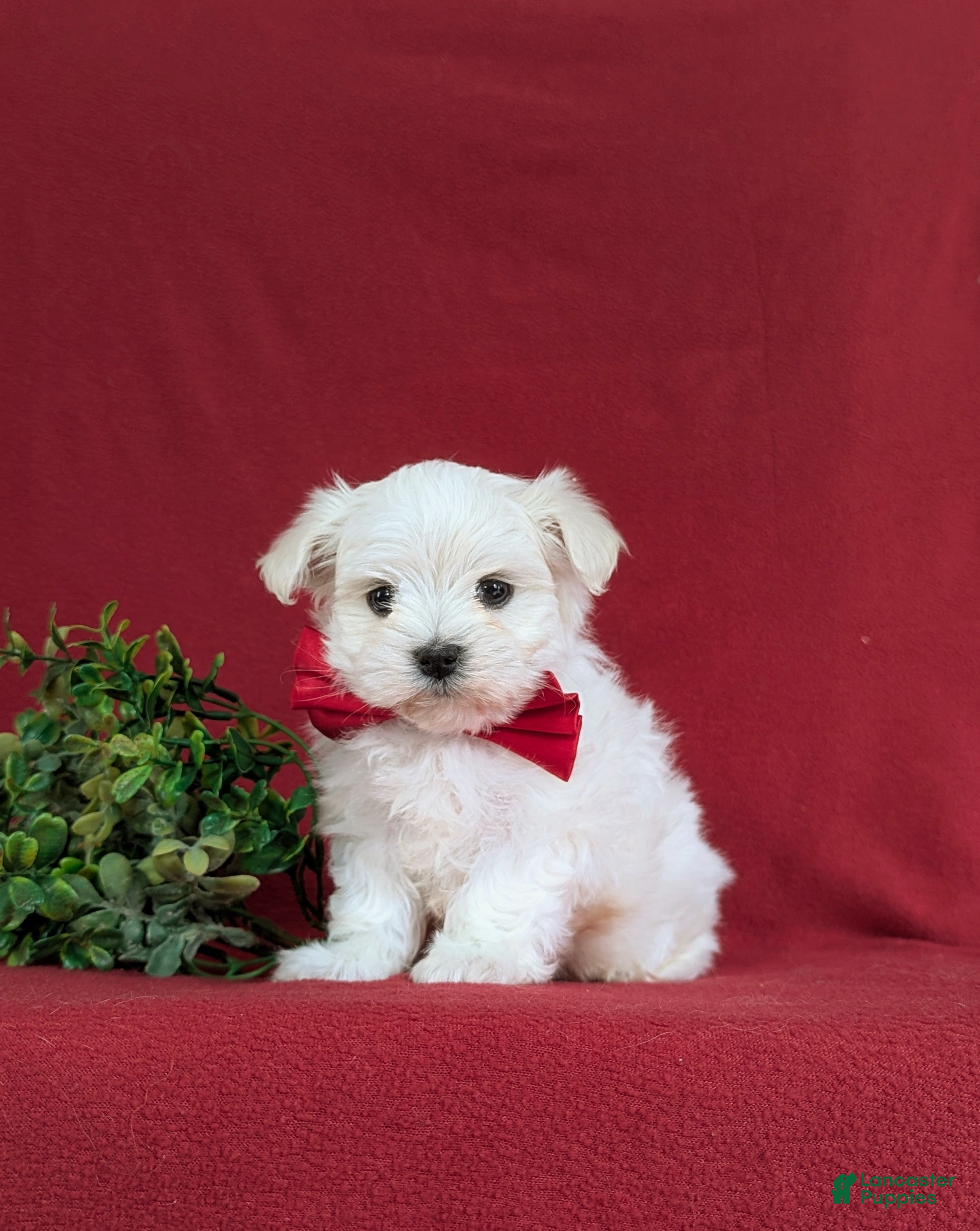 Maltese dogs Eghan 6 lbs Full Grown - Ad 1