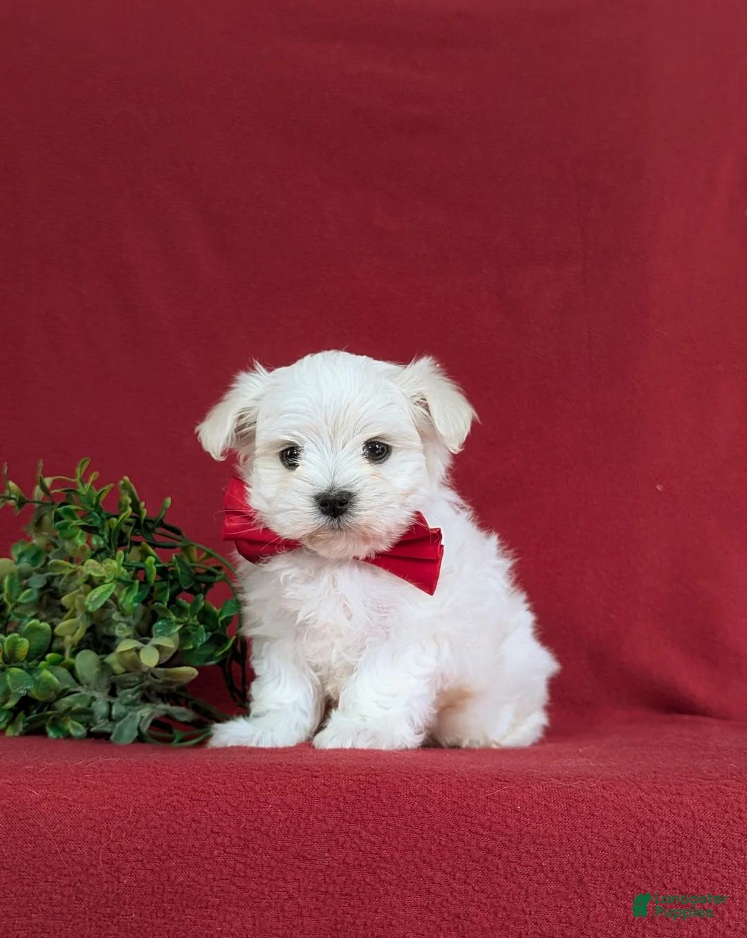 Maltese dogs for sale: Eghan 6 lbs Full Grown - Ad 1