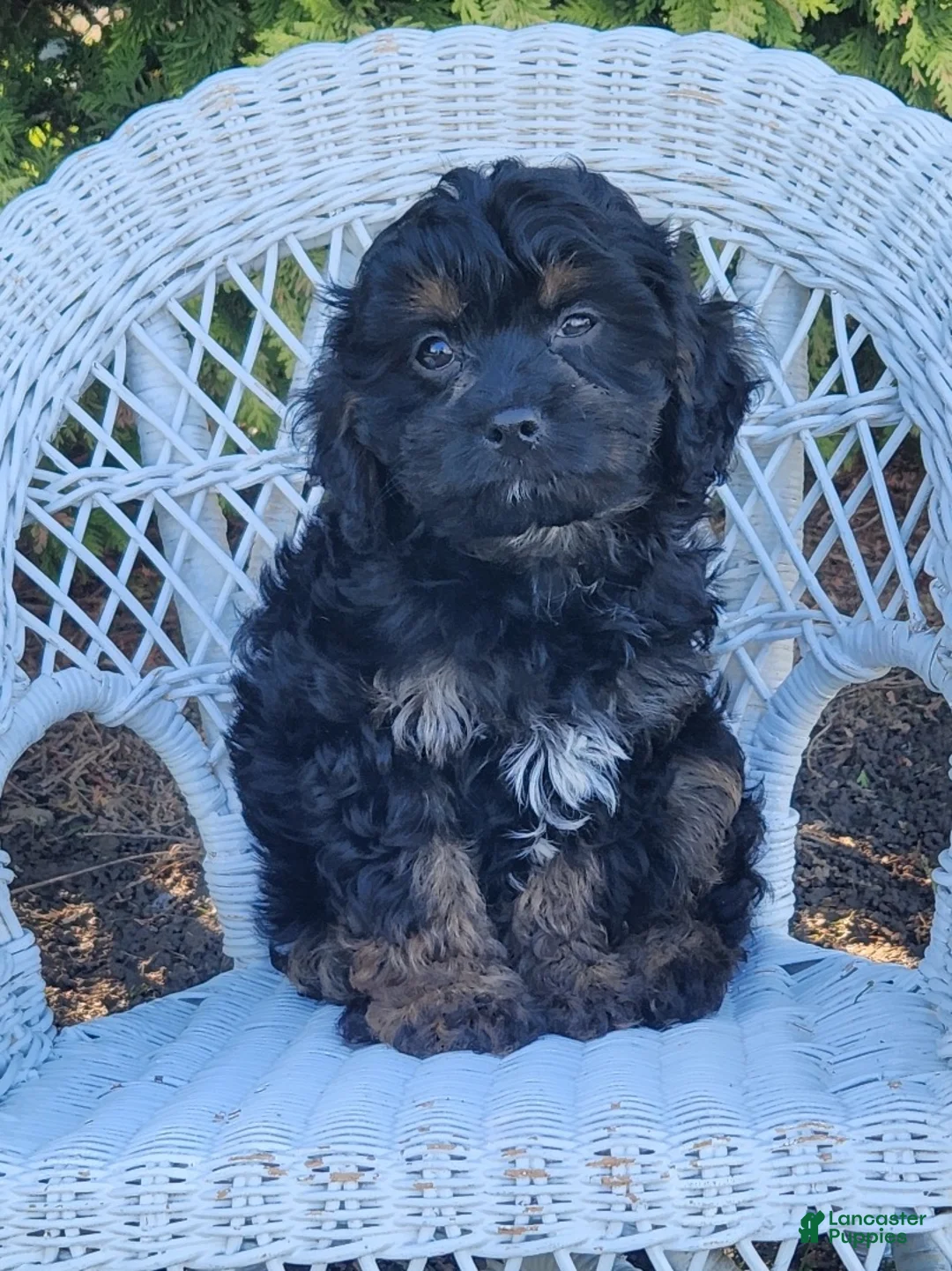 Cavapoo dogs for sale: Jayden - Ad 2