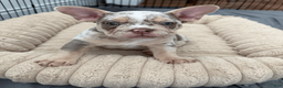 Mixed Breed dogs for sale: Fawn Merle, Micro Bully Female - Ad 3