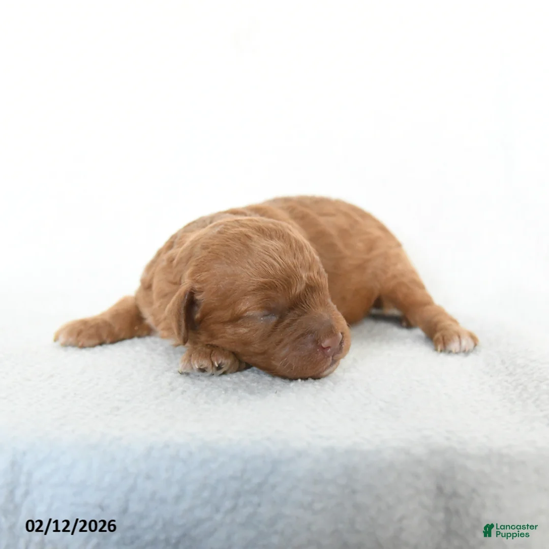 Cavapoo dogs for sale: Bailey - Ad 3