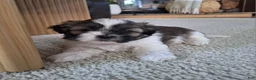 Shih Tzu dogs for sale: Sadie - Ad 1