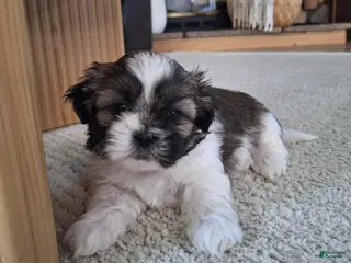 Shih Tzu dogs for sale: Sadie - Ad 2