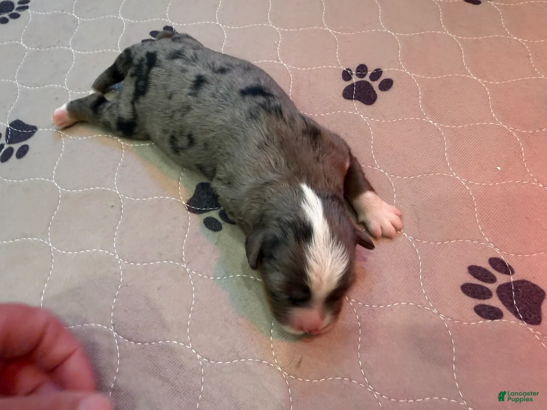 Mini Bernedoodle dogs for sale: Lola - Ad 2