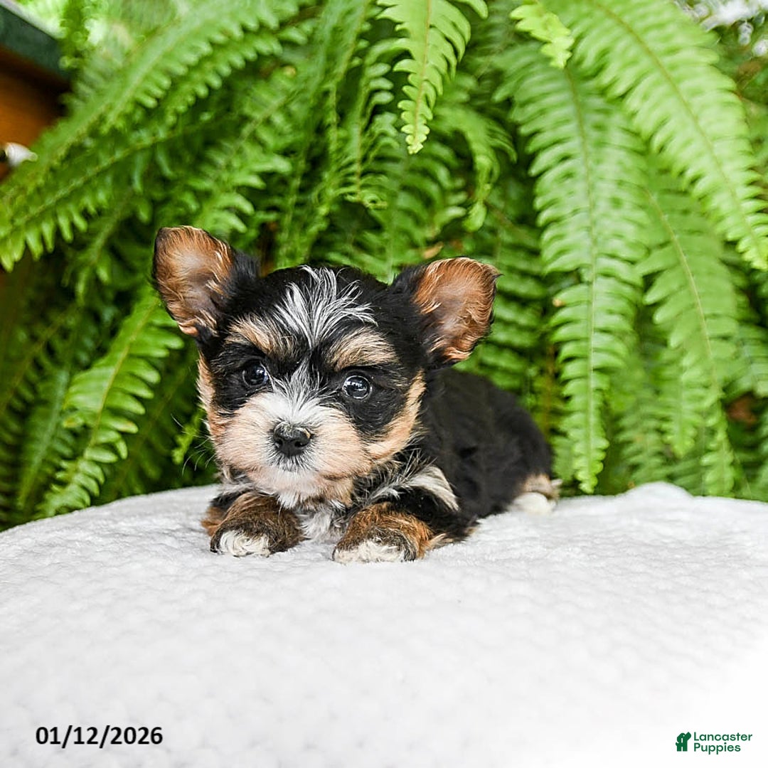 Yochon dogs for sale: Amaryssa - Ad 3