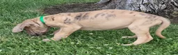 Great Dane dogs for sale: Schofield - Ad 3