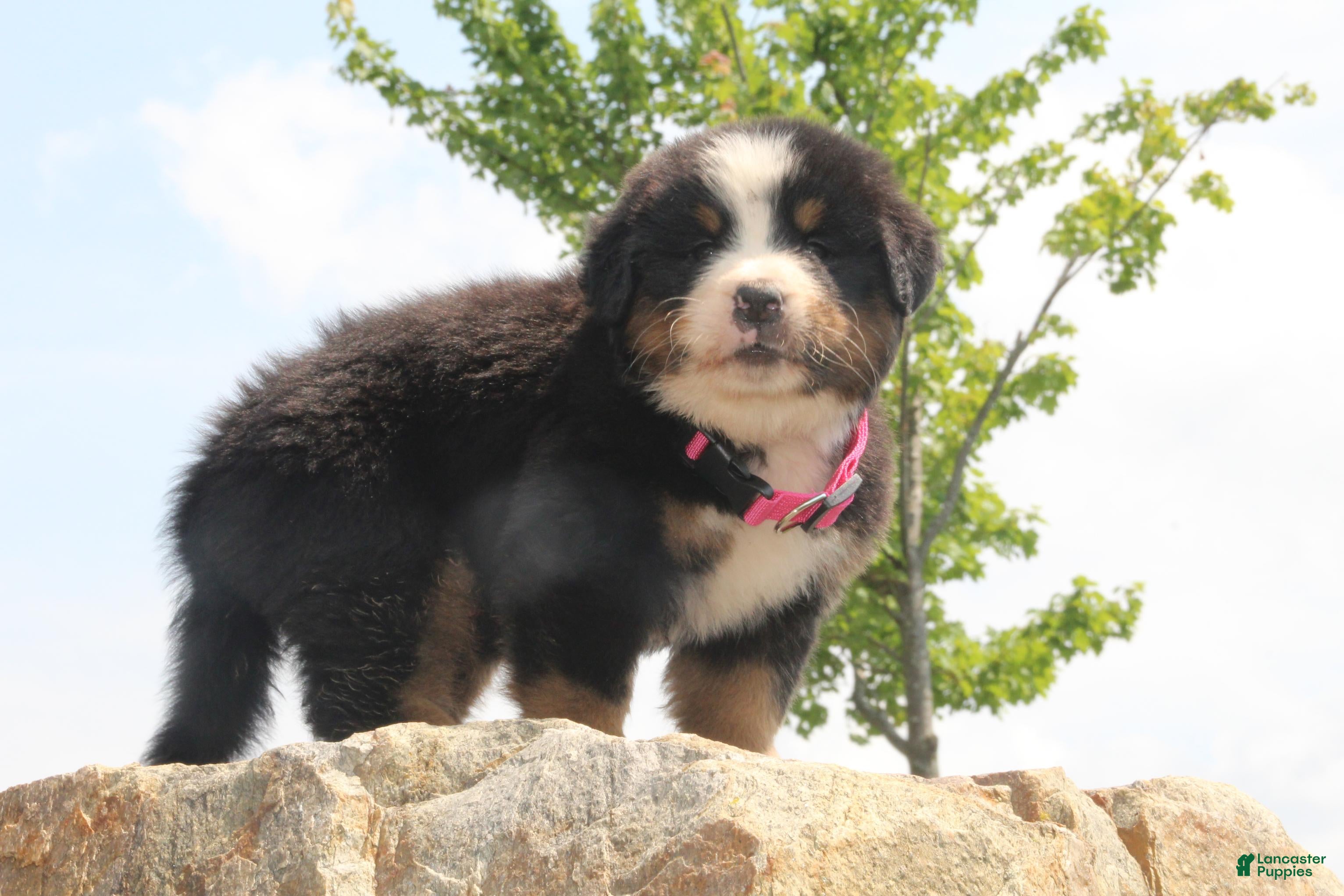 Bernese Mountain Dog dogs Pink Collar Girl - Ad 1
