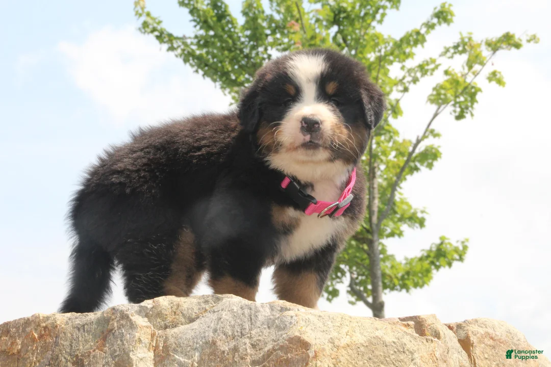 Bernese Mountain Dog dogs for sale: Pink Collar Girl - Ad 1