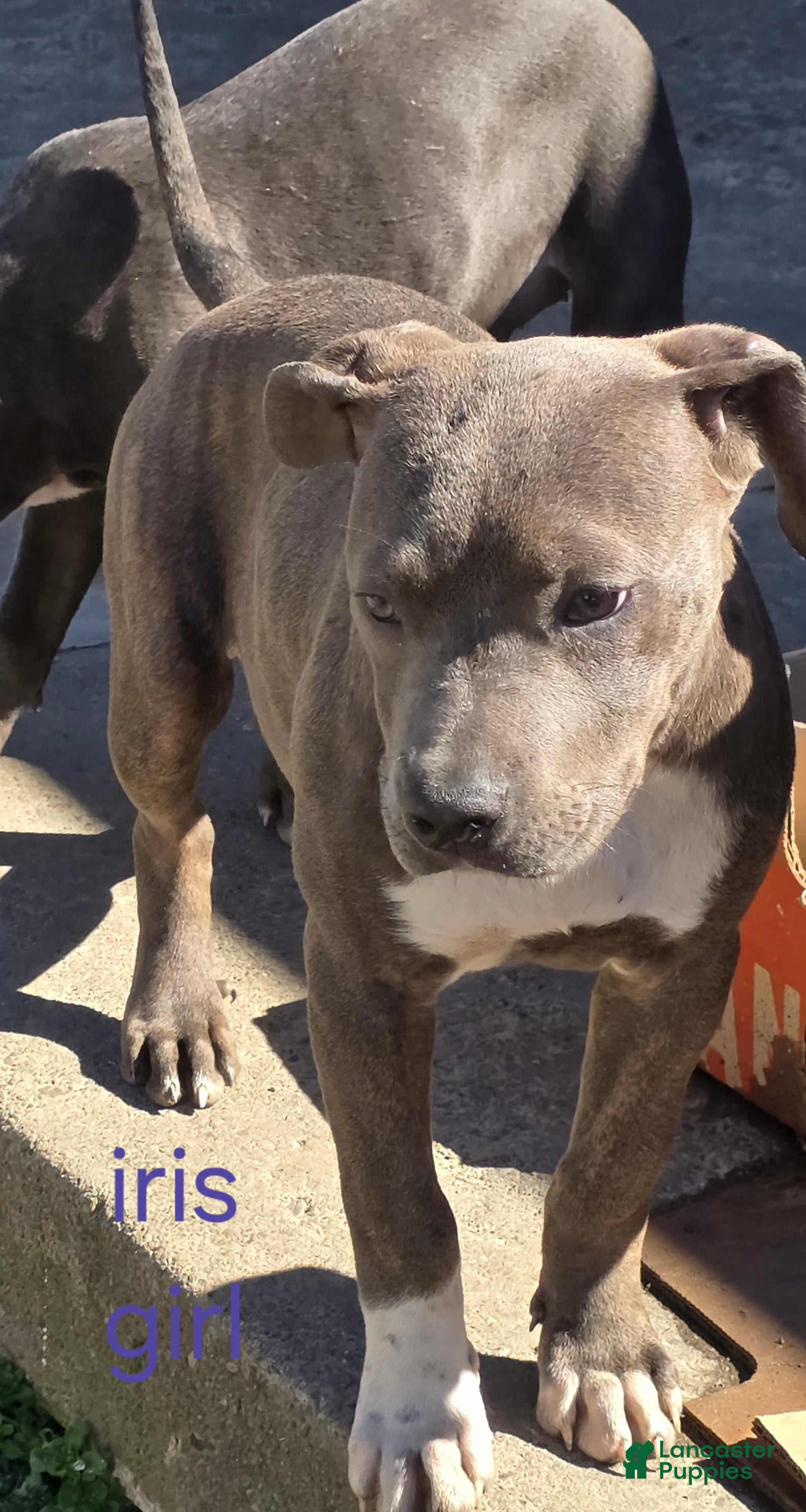 Mixed Breed dogs Iris - Ad 30