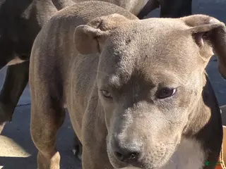 Mixed Breed dogs Iris - Ad 12