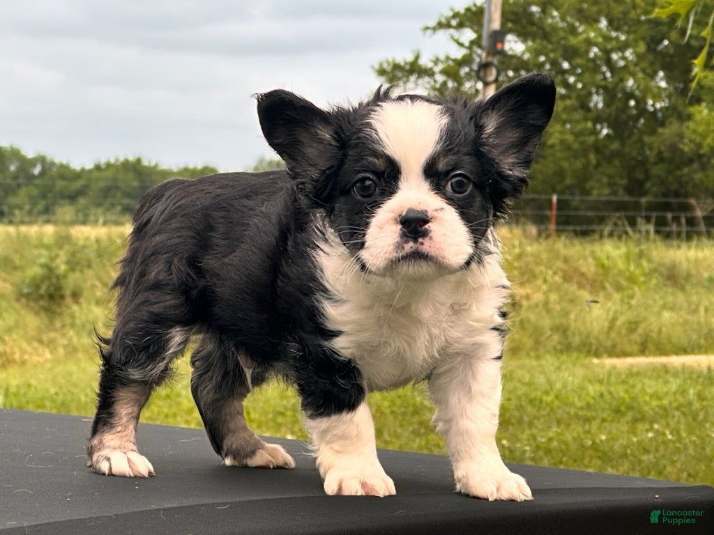 French Bulldog dogs Kung Fu Panda - Ad 2