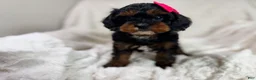 Cavapoo dogs for sale: Hershey 🎀🍫 - Ad 17