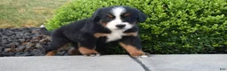 Bernese Mountain Dog dogs for sale: Nova - Ad 4