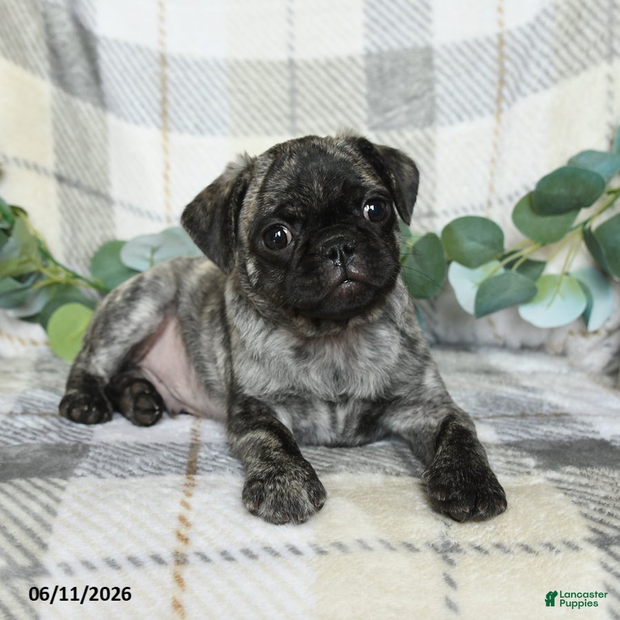 Pug dogs Freddie - Ad 2