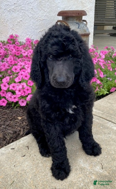 Standard Poodle dogs Timber- genetic clear - Ad 2