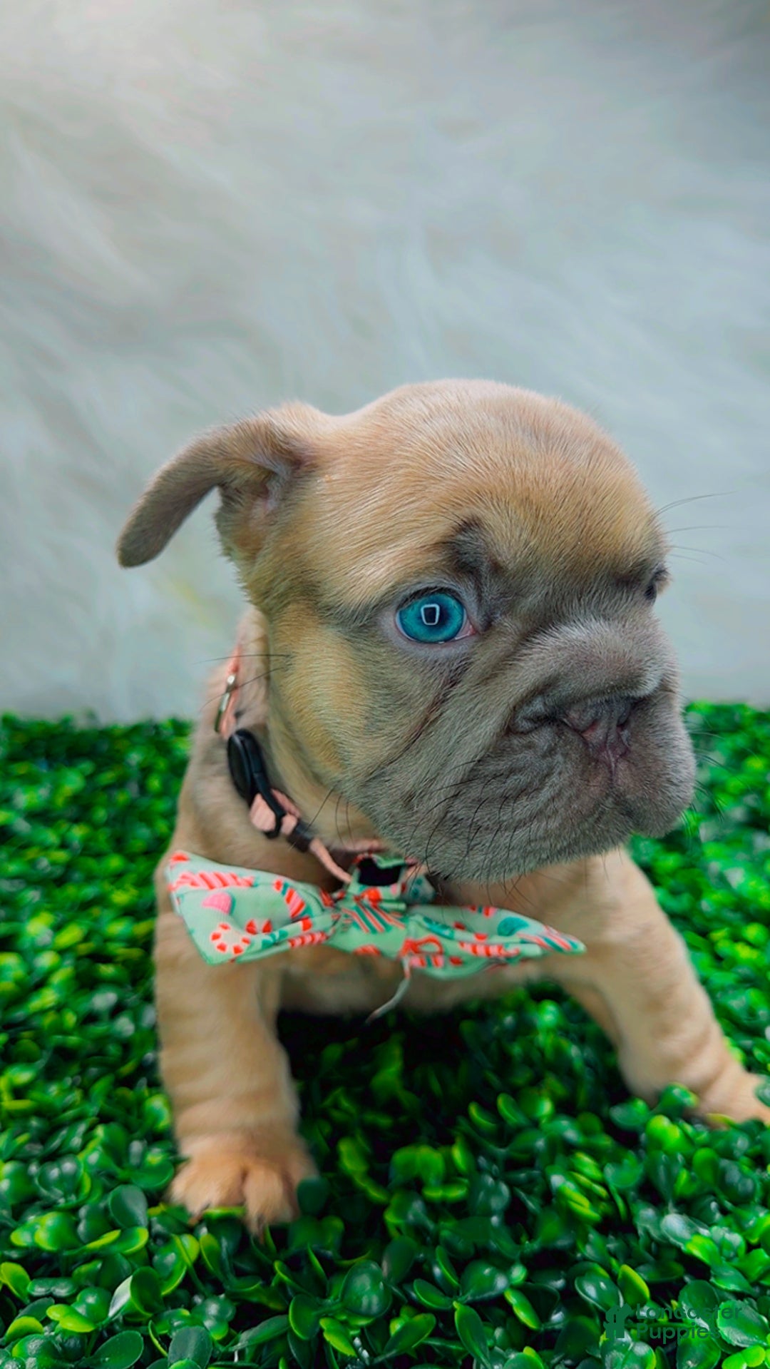 French Bulldog dogs for sale: MAVI - Ad 3