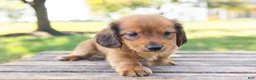 Miniature Dachshund dogs for sale: Peanut - Ad 3