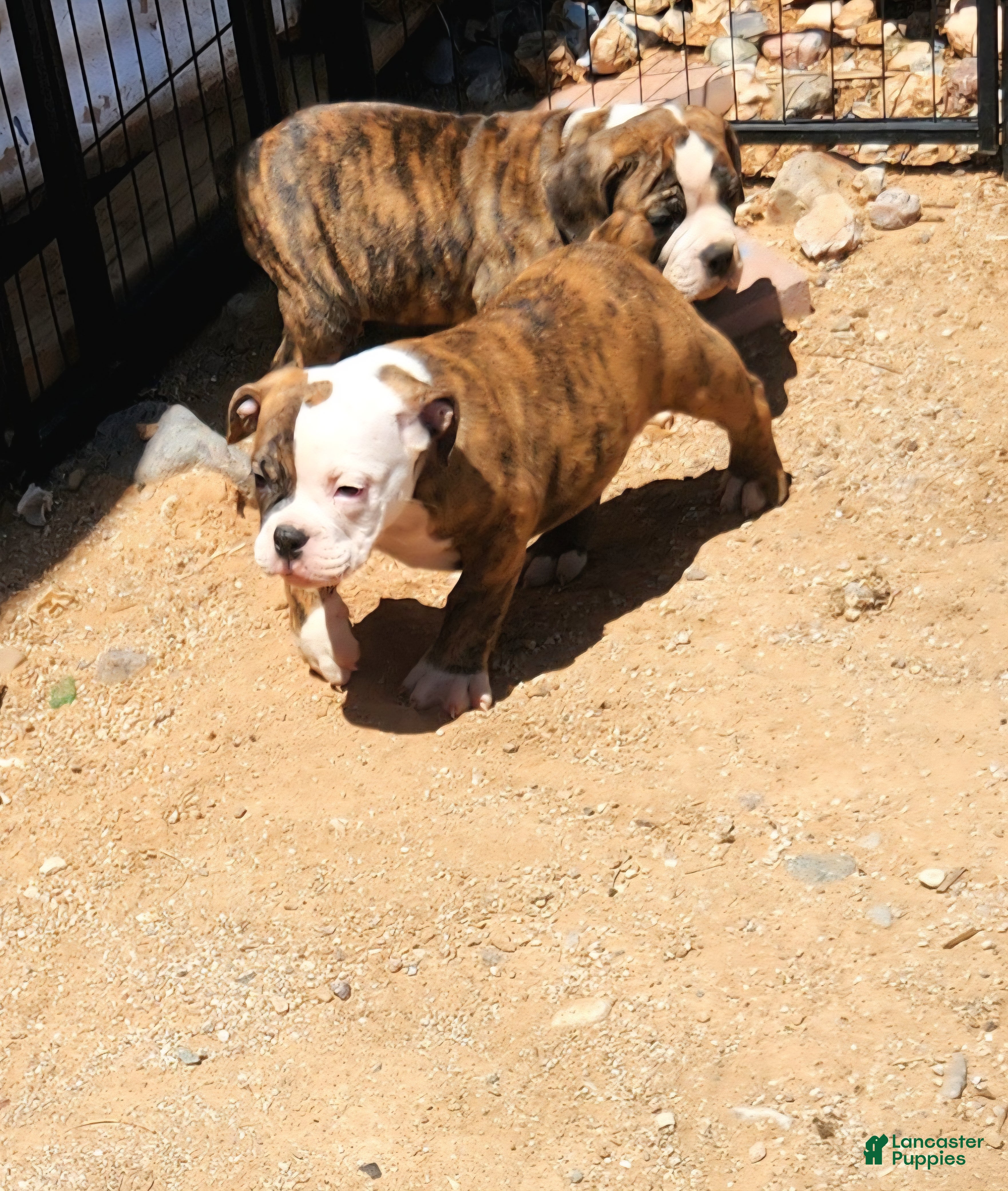 Olde English Bulldogge dogs Daisy - Ad 2