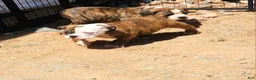 Olde English Bulldogge dogs for sale: Daisy - Ad 2