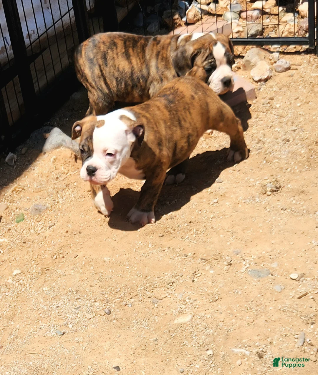 Olde English Bulldogge dogs for sale: Daisy - Ad 2
