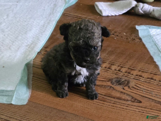 Standard Poodle dogs Tadpole - Ad 10