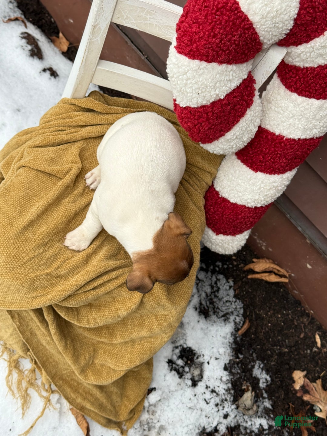 Jack Russell Terrier dogs for sale: Jolly - Ad 3