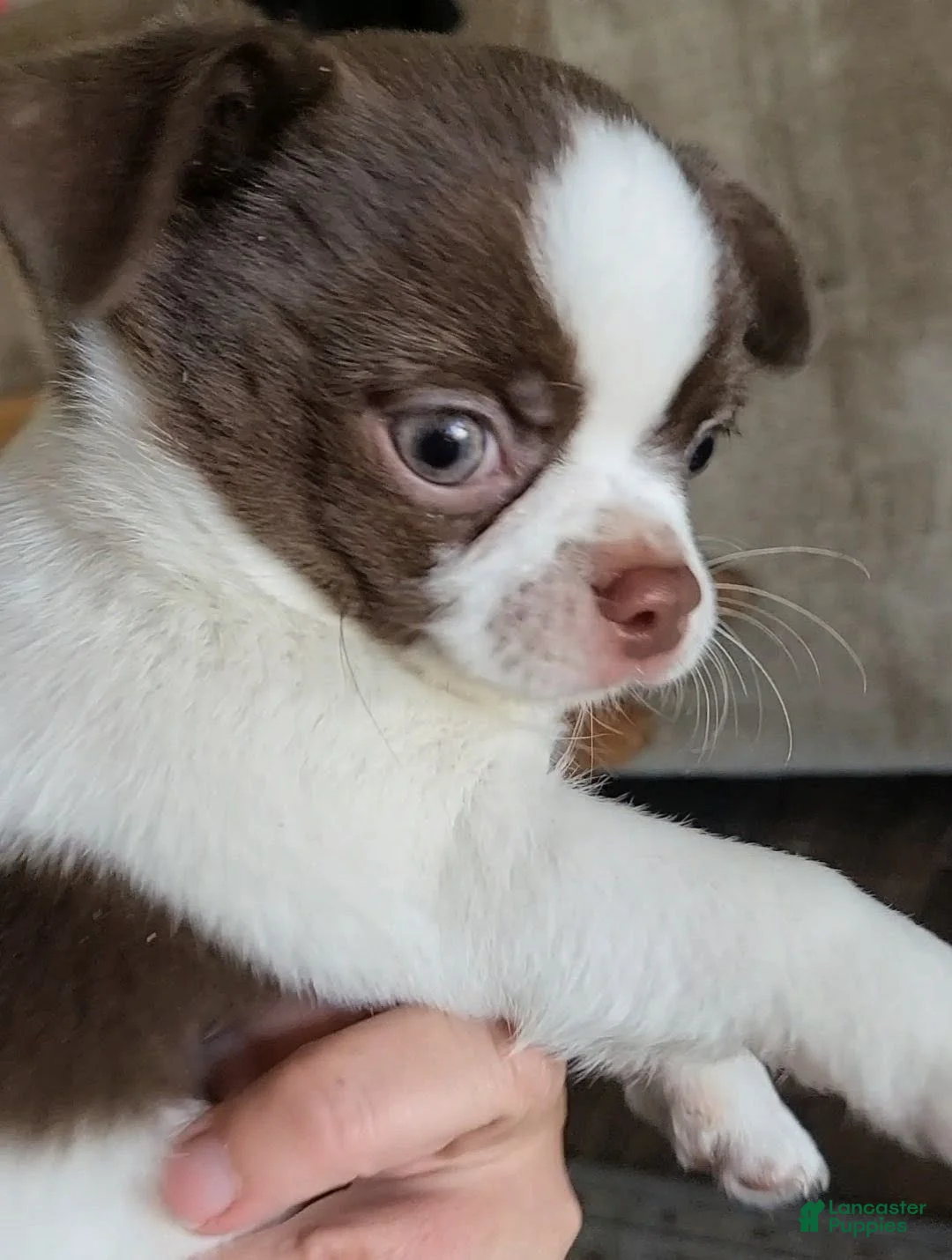 Chihuahua dogs for sale: Chihuahua 1 - Ad 8