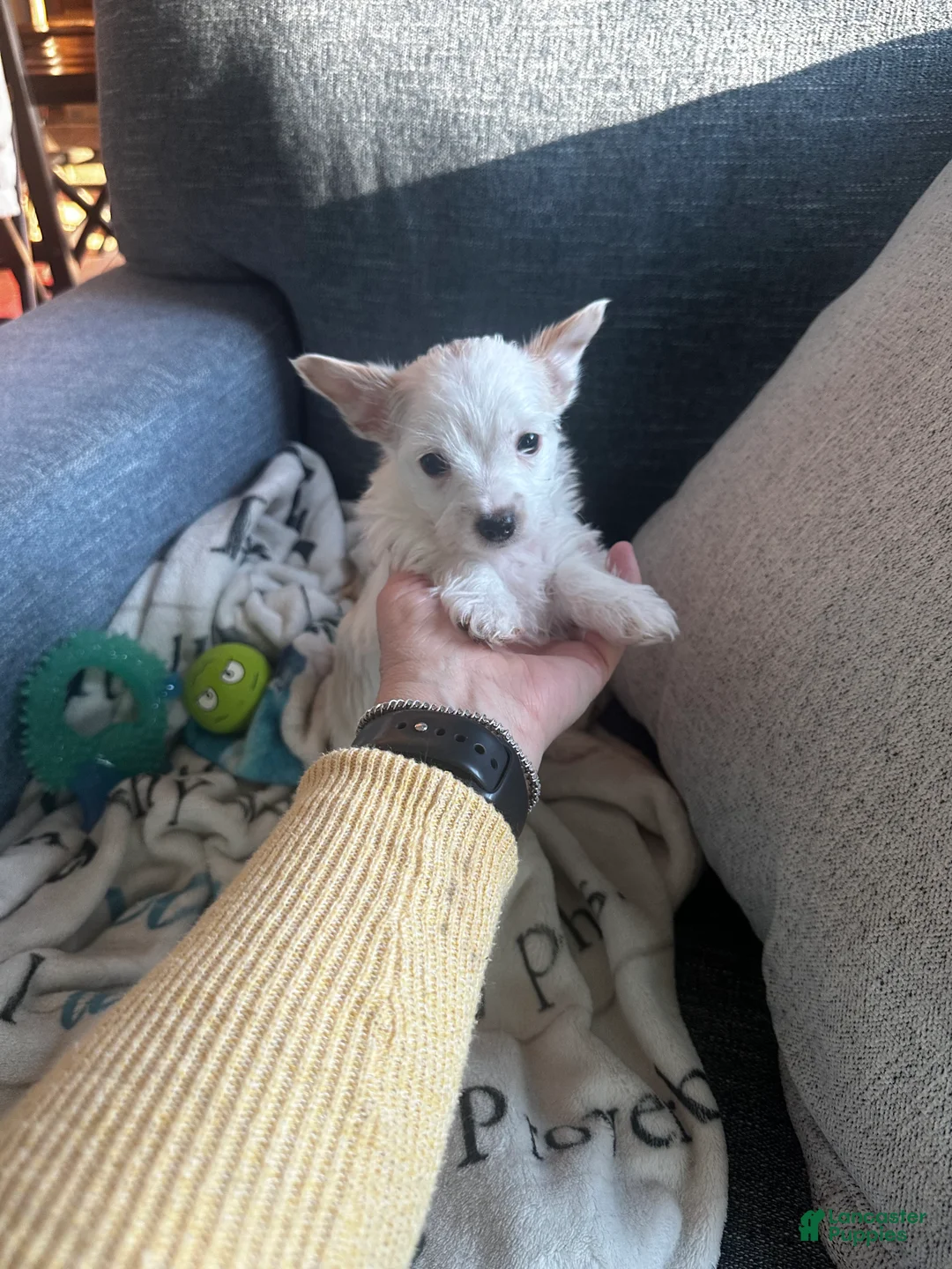 Yorkshire Terrier dogs for sale: AKC Glacierpaw - Ad 22