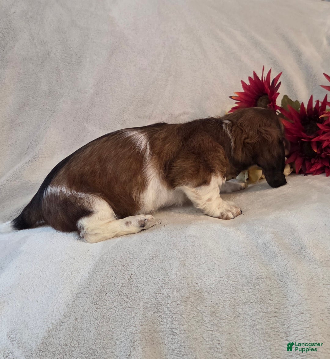 Miniature Dachshund dogs for sale: Peppermint  - Ad 5