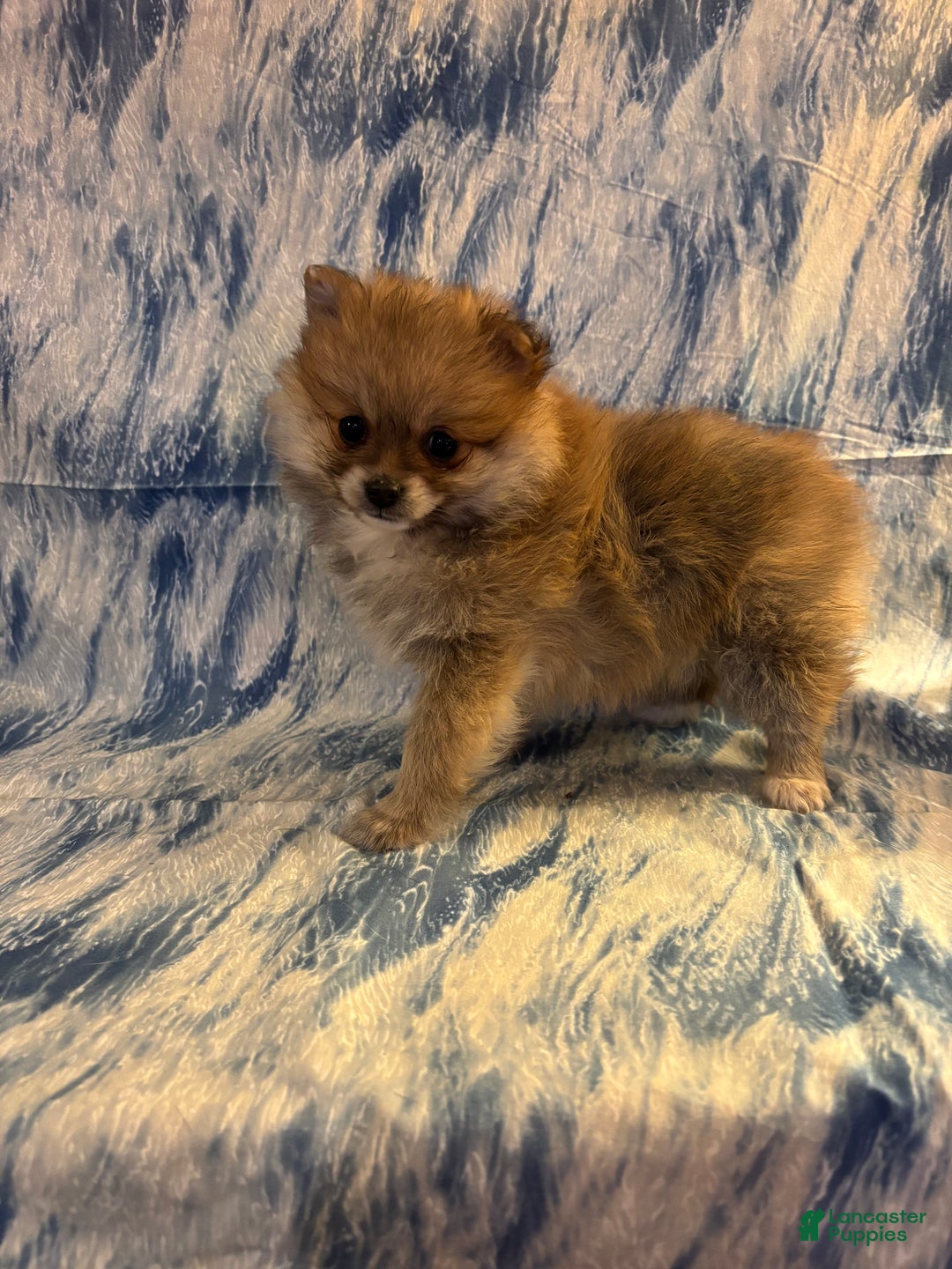 Pomeranian dogs for sale: Sassy - Ad 2