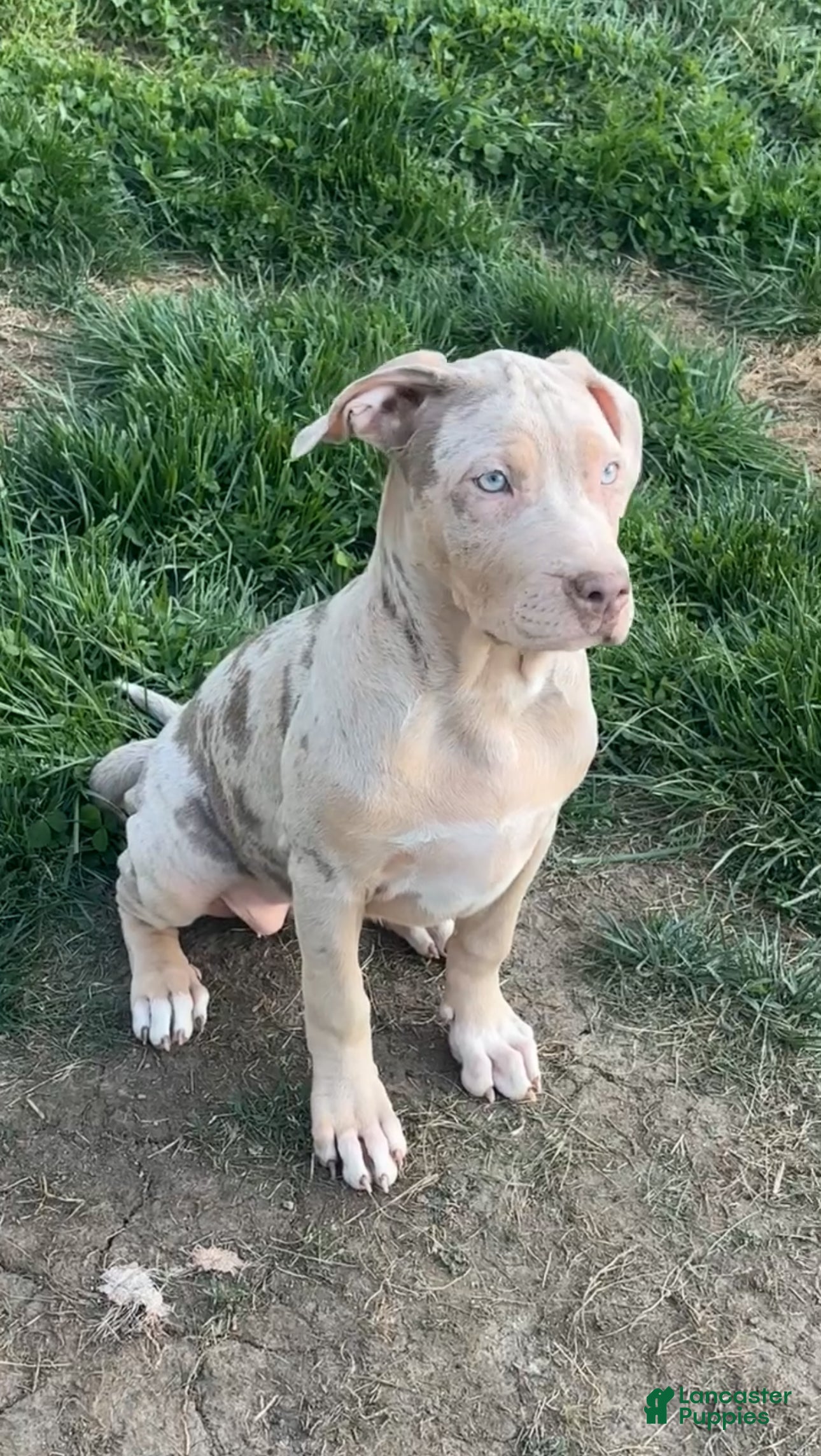 American Bully dogs for sale: American Bully Puppy 5 - Ad 1