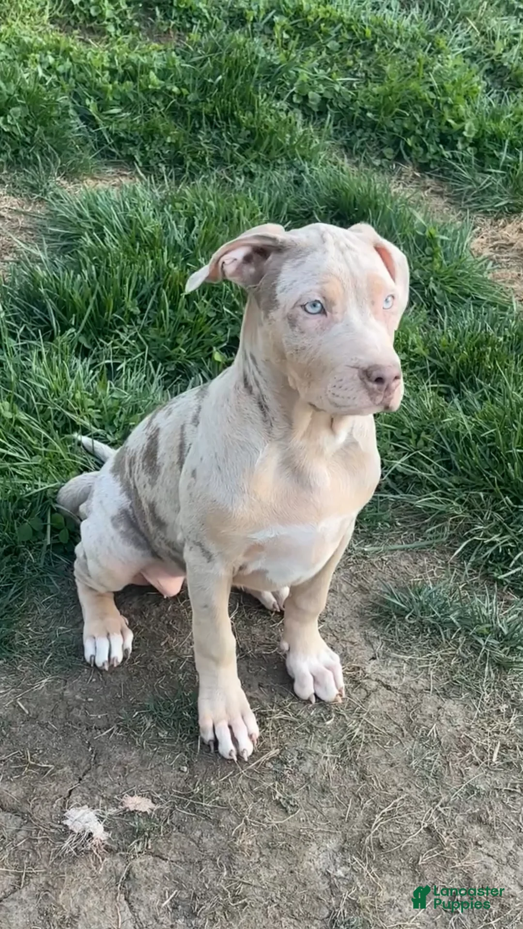 American Bully dogs for sale: American Bully Puppy 5 - Ad 1