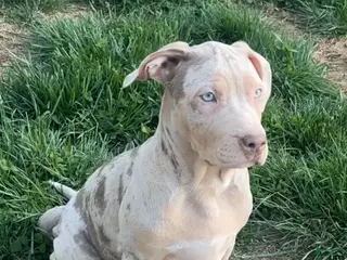 American Bully dogs for sale: American Bully Puppy 5 - Ad 1
