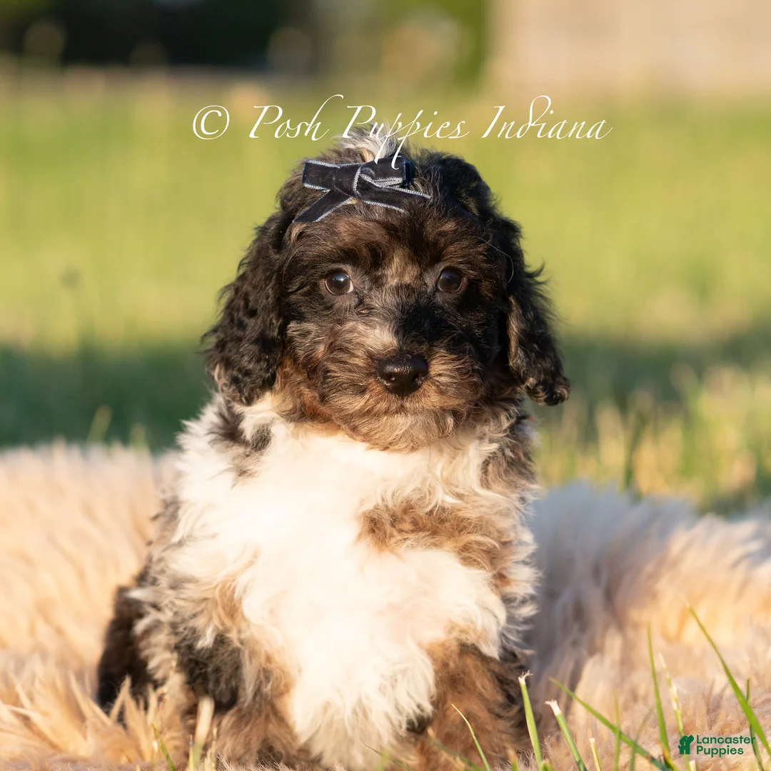 Toy Poodle dogs for sale: Fudge Swirl AKC - Ad 2
