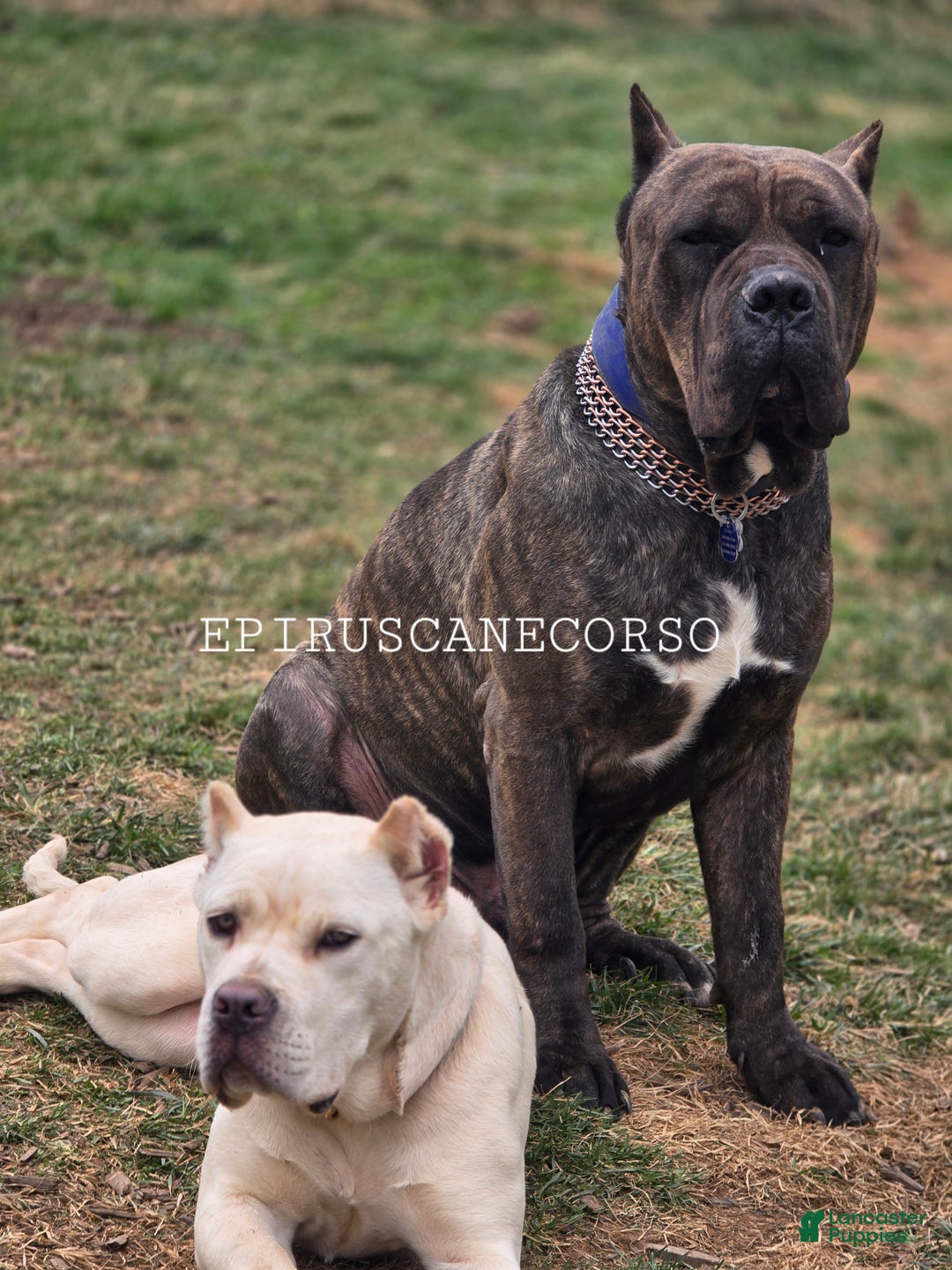 Cane Corso dogs for sale: Black female cane corso - Ad 7