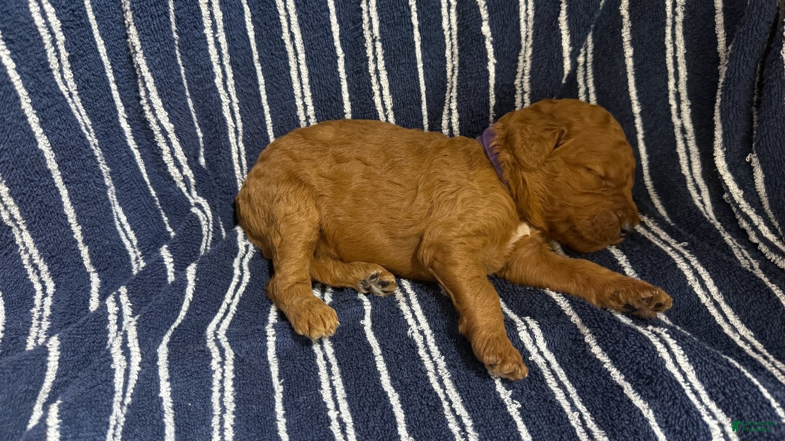 Goldendoodle dogs 💜 Ms. Purple - Ad 2