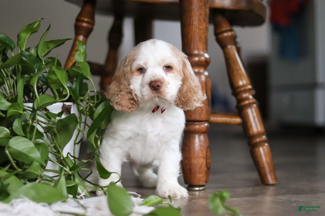 Cocker Spaniel dogs for sale: Asher - Ad 3