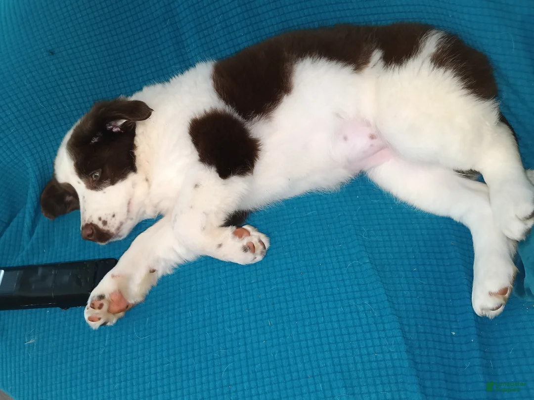 Australian Shepherd dogs for sale: Australian Shepherd Puppy 4 - Ad 1