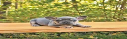 French Bulldog dogs for sale: Allie - Ad 4