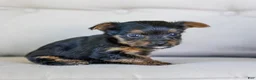 Yorkshire Terrier dogs for sale: Ron - Ad 2