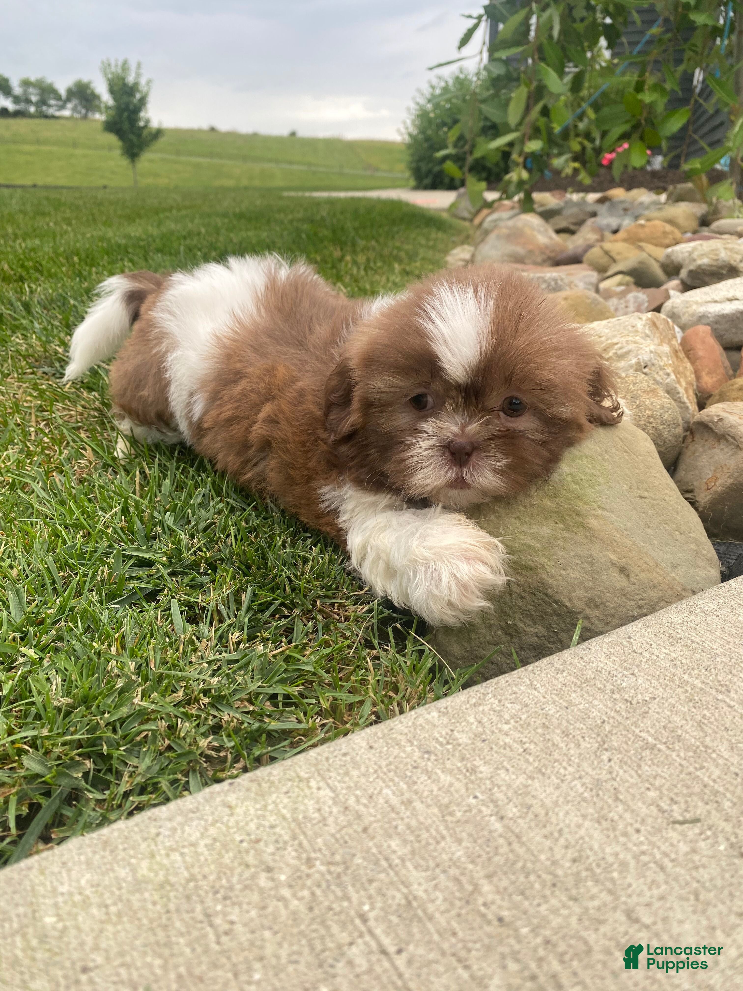 Shih Tzu dogs Hazel - Ad 2